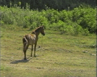 raw/uploads/WENETC/selsko2_mini.gif